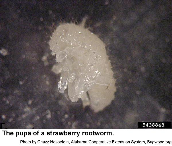 Strawberry rootworms pupate under ground.